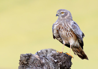 Aguilucho Cenizo 961