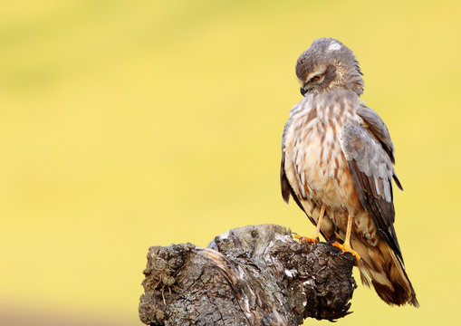 Aguilucho Cenizo Hembra 952