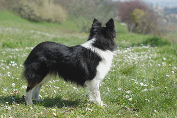 Obraz premium SHETLAND.