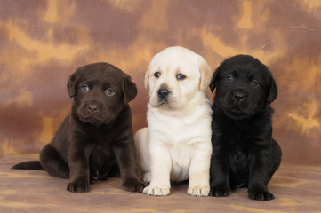 LABRADOR CUCCIOLO 60 GG.