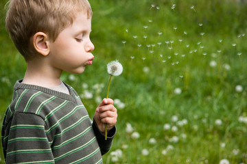 Small boy blowing dandelion