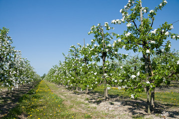 Blossoming apple orchard