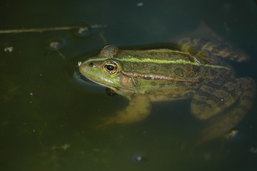 grenouille verte