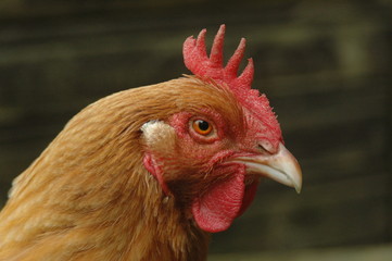 poule