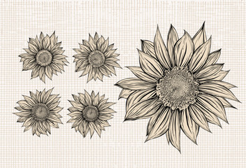 Naklejka premium Sunflower.Drawing.Isolated objects