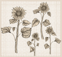 Fototapeta premium Sunflowers. Isolated objects
