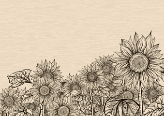 Obraz premium Aiming towards the sky. Sunflowers