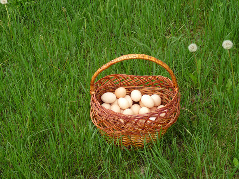 Eggs in a wicker basket on the green grass
