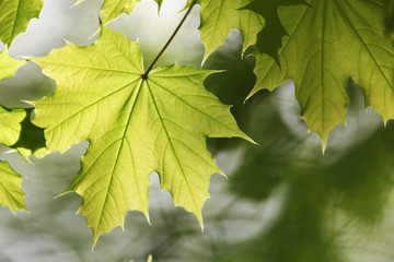blätter im  sonnenlicht,ahorn
