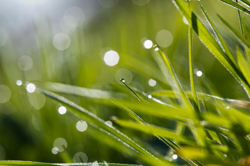 Grass with water drops in morning