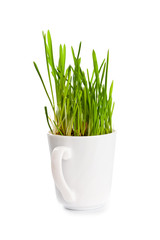 green grass in coffee cup