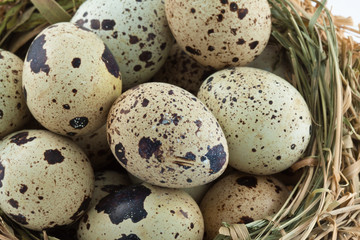 Obraz premium oeufs de caille