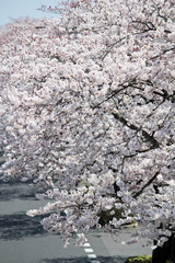 桜並木
