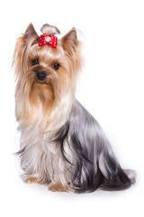 Yorkshire terrier isolated on white