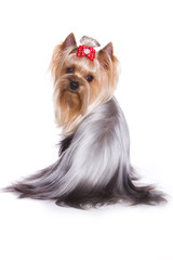 Yorkshire terrier isolated on white