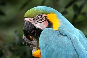 Blue and Gold Macaw