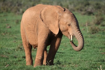 Fototapeta na wymiar Young African Elephant