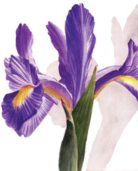 Fototapeta na wymiar purple iris