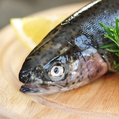 Edelfisch, Forelle