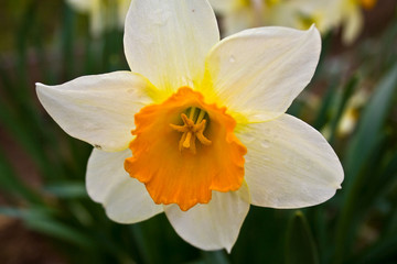 Fototapeta na wymiar yellow daffodil