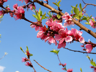spring branch