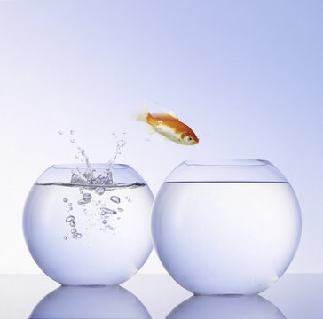 Fototapeta Goldfisch zieht um