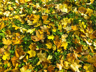 Fallen maple leaves