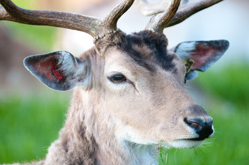young captive male Fallow Deer (lat. dama dama)