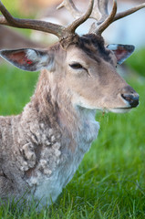 young captive male Fallow Deer (lat. dama dama)