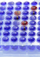 Mikrotiter Platte für medizinische Tests im Labor