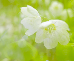 Fototapeta na wymiar spring flowers