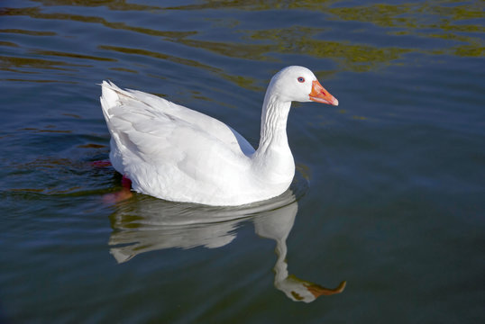 Snow goose swimming