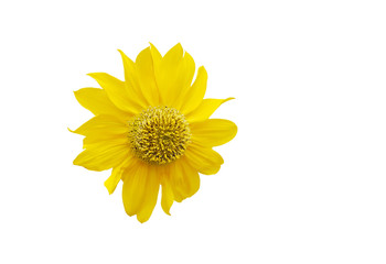Beautiful sunflower with yellow fruits isolated on white