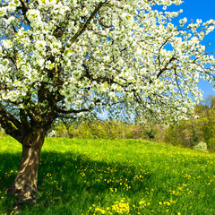 Fototapeta premium Blossoming tree in spring on rural meadow