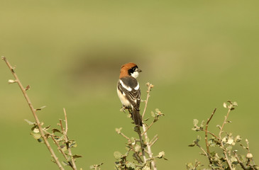 Pájaro alcaudón