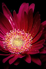 colorful germini flower