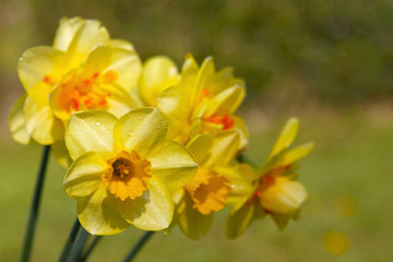 Fototapeta premium Muttertag,Karte