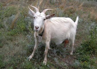 White goat on a farm