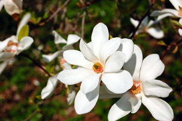 Close-up of magnolia tree blossom in a park