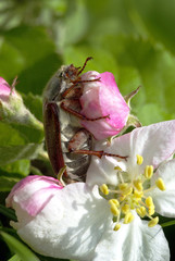Das süße Früchtchen - Maikäfer