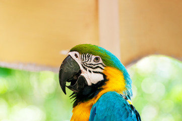 Colourful parrot bird sitting on the perch