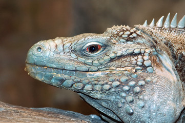 Blue Iguana Head Shot