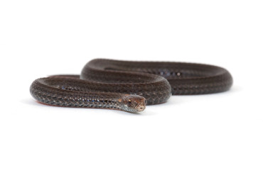 Red-bellied Snake