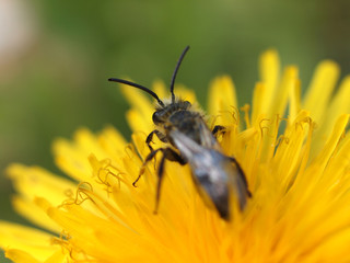 Biene auf Löwenzahn