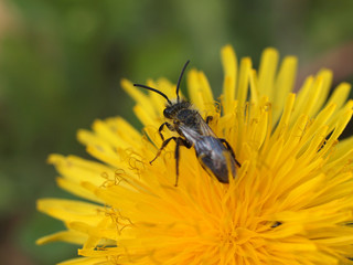 Biene auf Löwenzahn