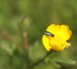 Grüner Käfer auf Butterblume