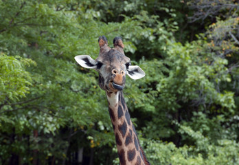 Fototapeta premium Giraffe