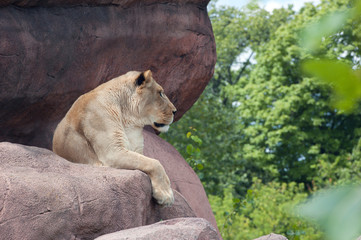 Obraz premium Lioness