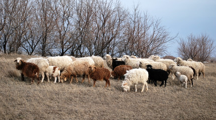Obraz premium Sheeps on a pasture