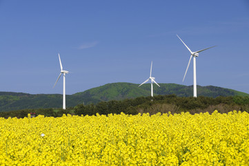 菜の花畑と風車